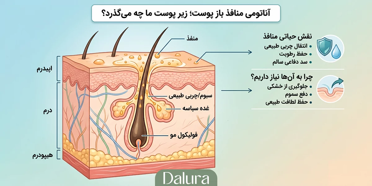 آناتومی منافذ باز پوست